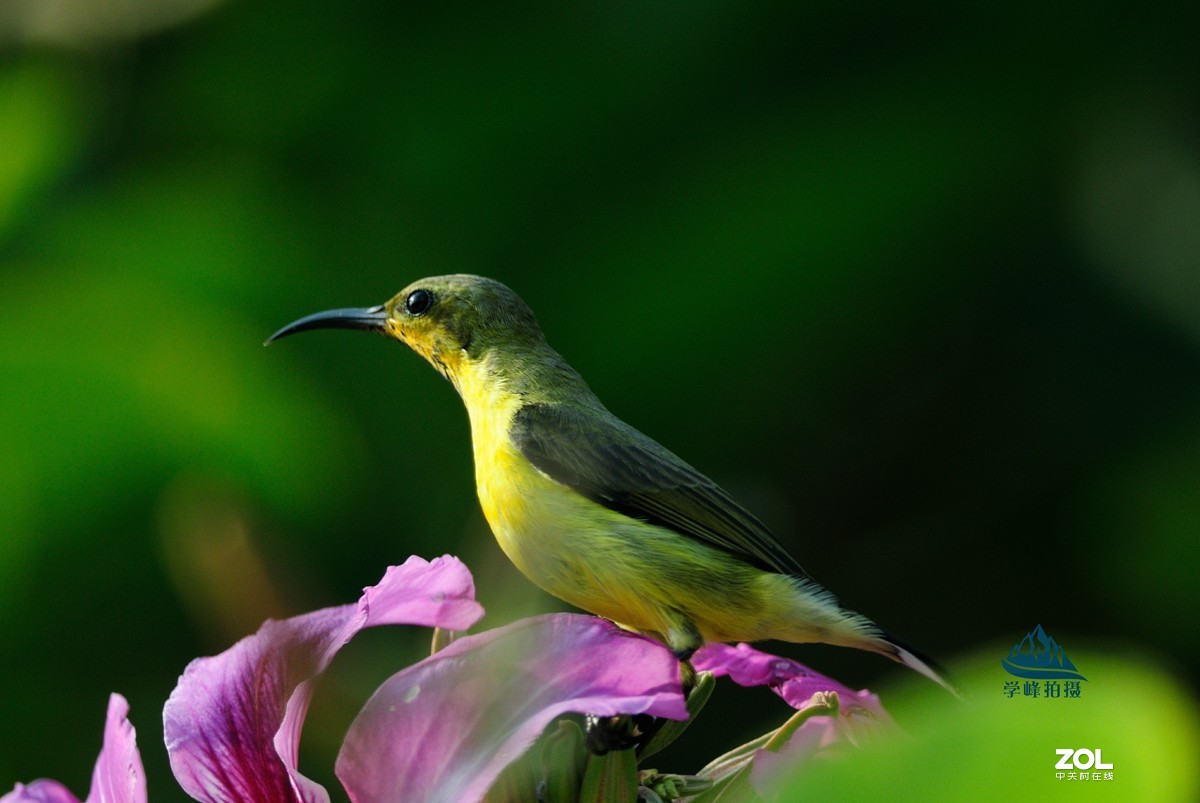 尼康TC-17E增倍镜再试