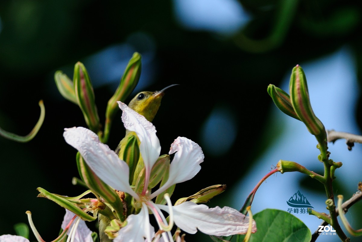 尼康TC-17E增倍镜再试