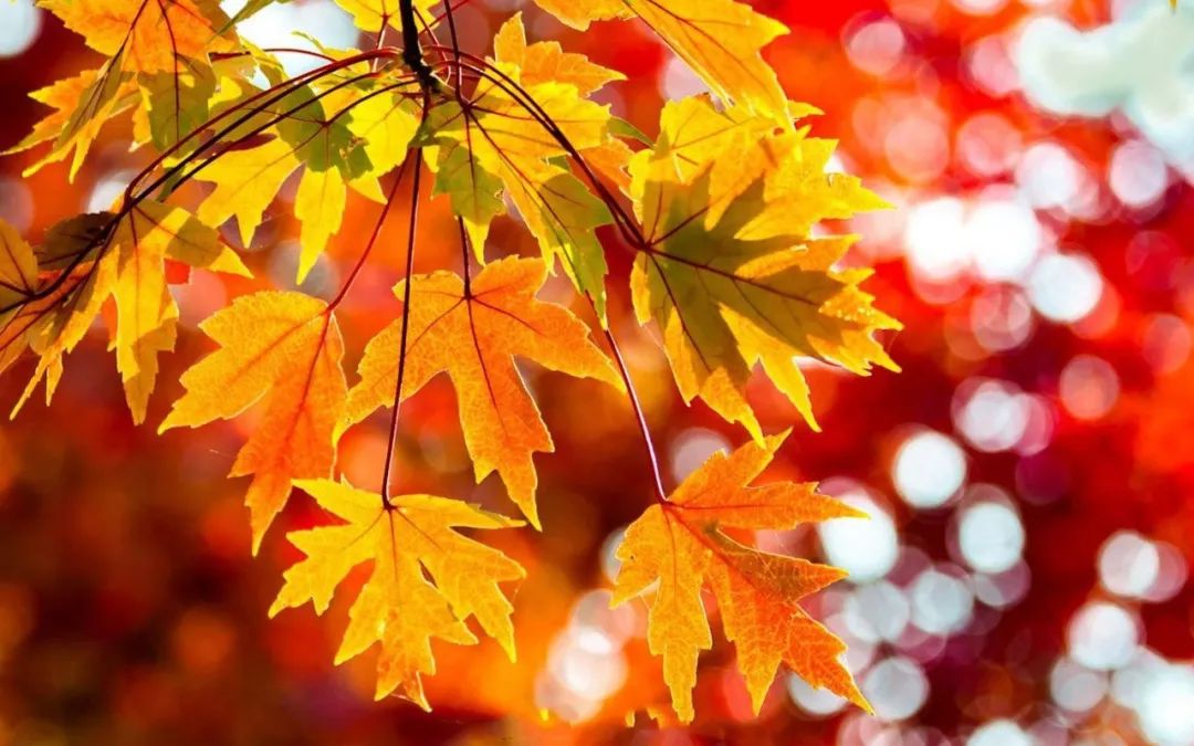 加拿大最美枫叶季，赴加生子待产最佳赏枫景点一览