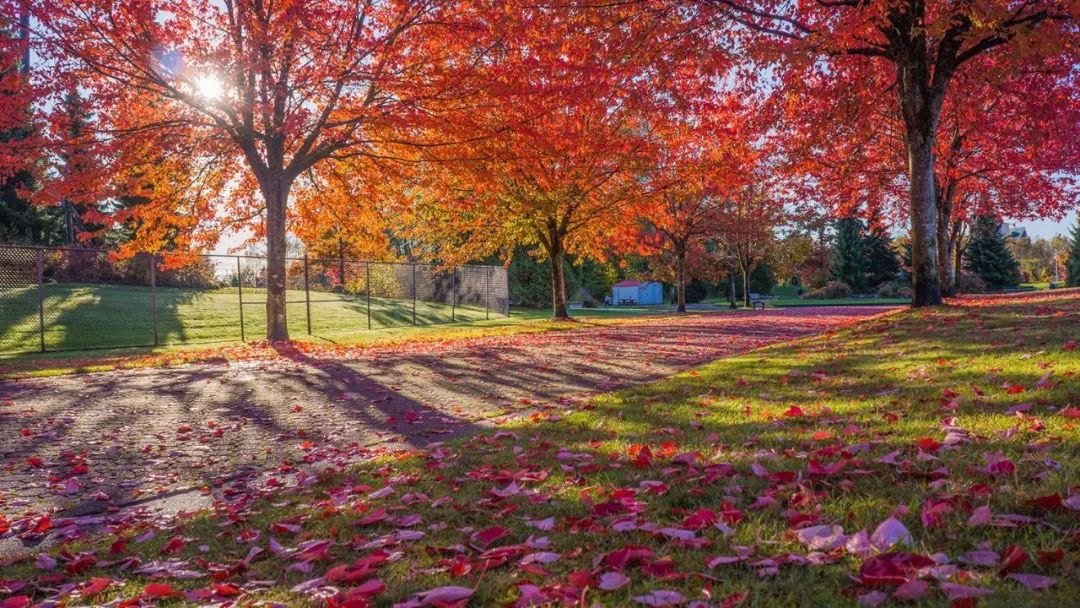 加拿大最美枫叶季，赴加生子待产最佳赏枫景点一览