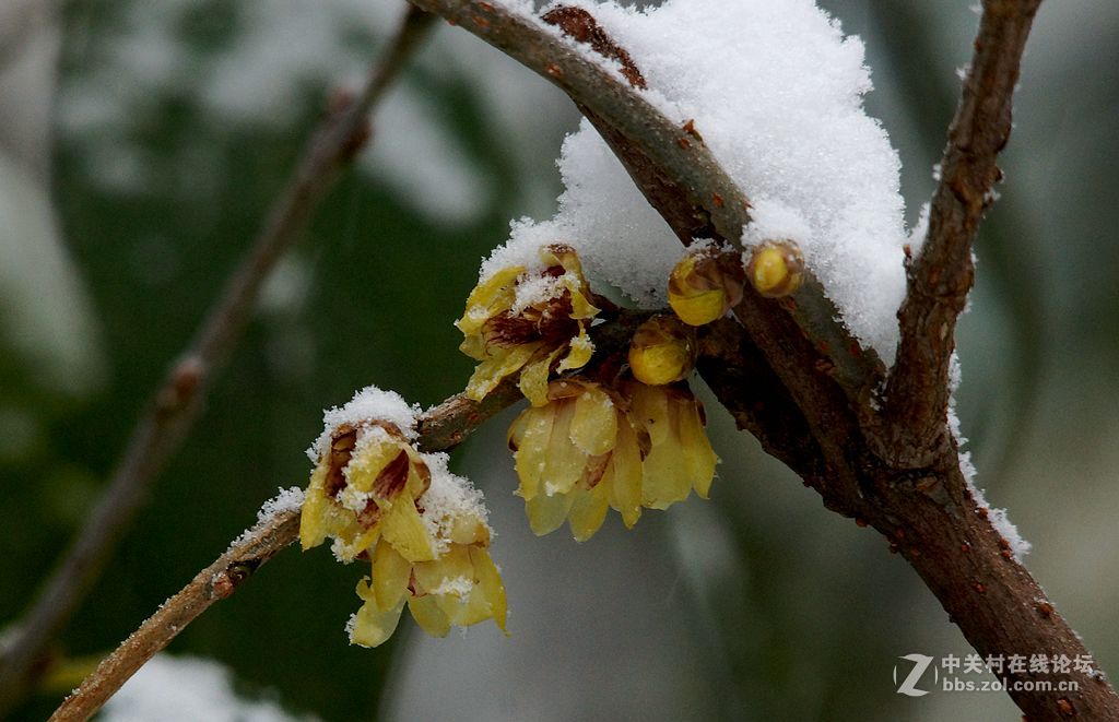 雪打腊梅