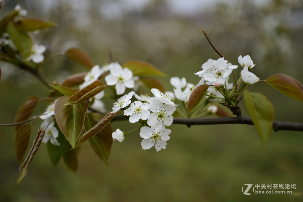 35镜头下的桃花和梨花（无PS)