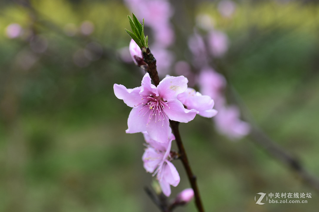 35镜头下的桃花和梨花（无PS)