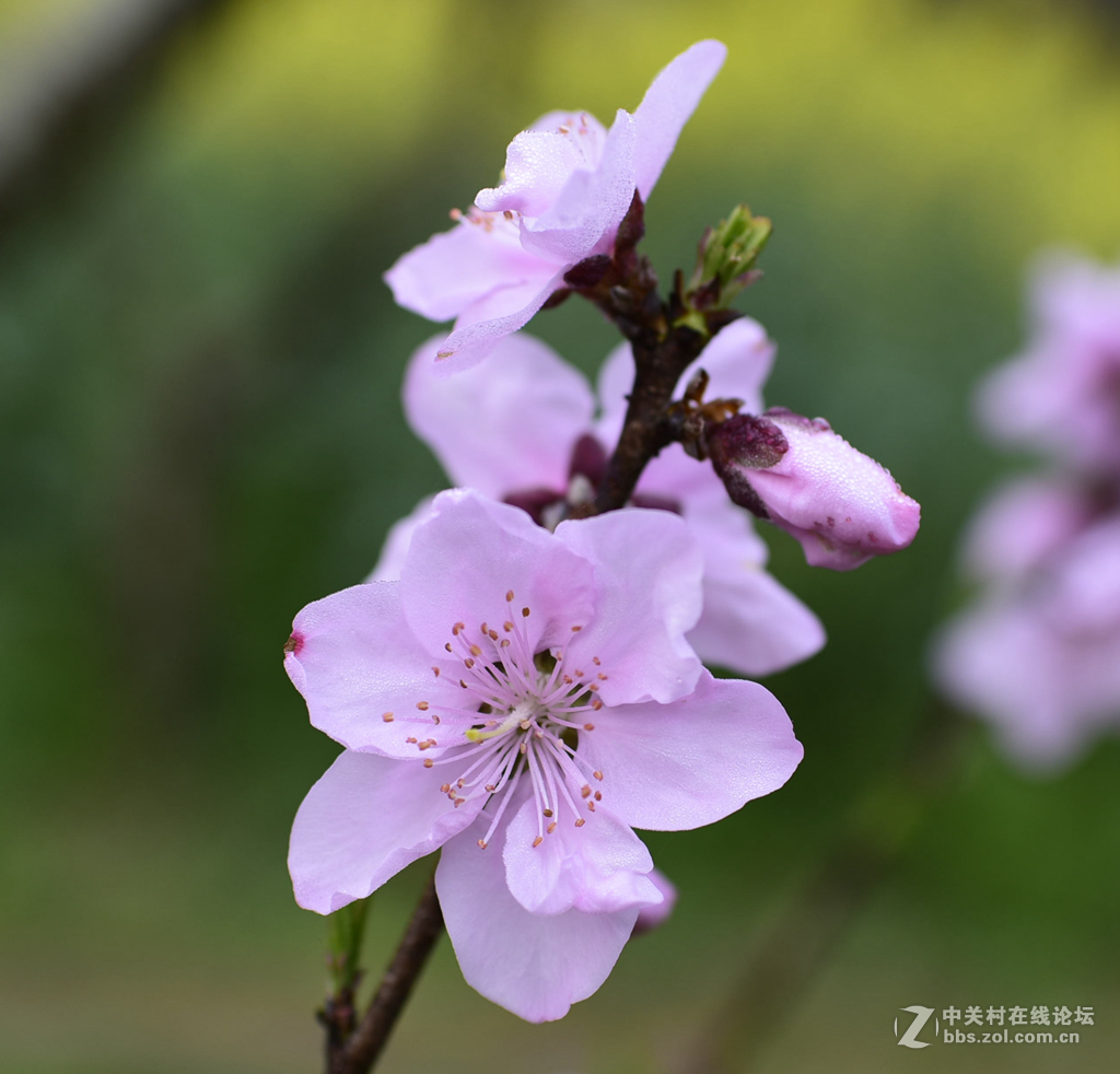 35镜头下的桃花和梨花（无PS)