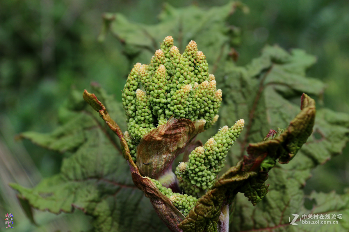 佳能7D Mark II,是在海拔2700米秦岭上拍的