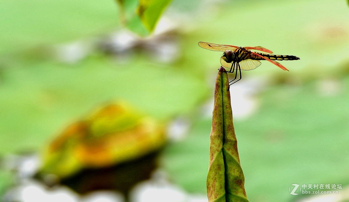 荷香引的青蜓来：二