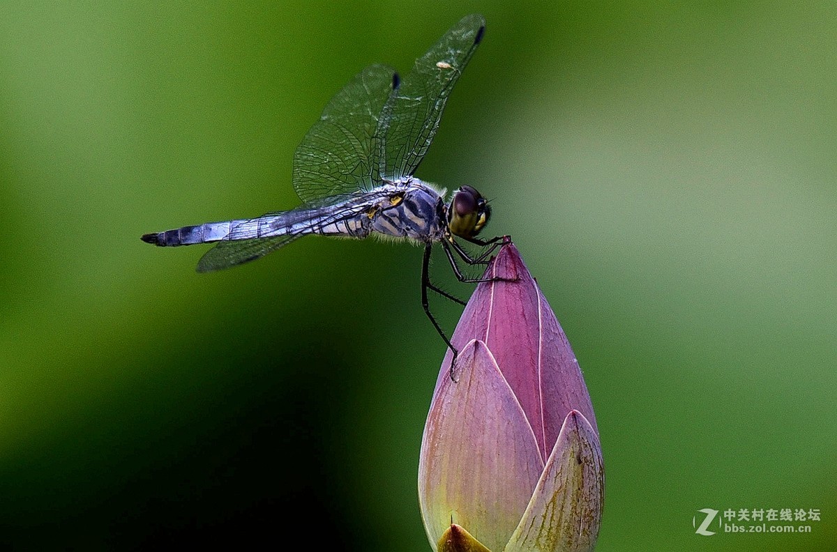 荷香引的青蜓来：二
