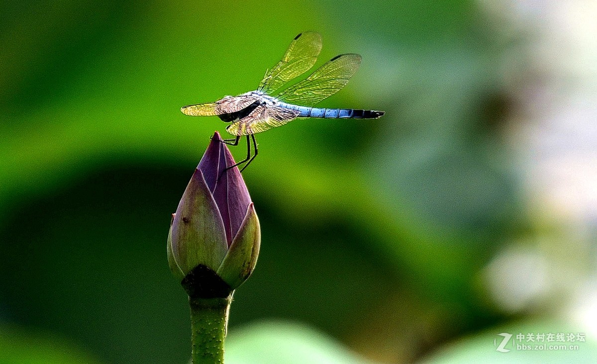荷香引的青蜓来：二
