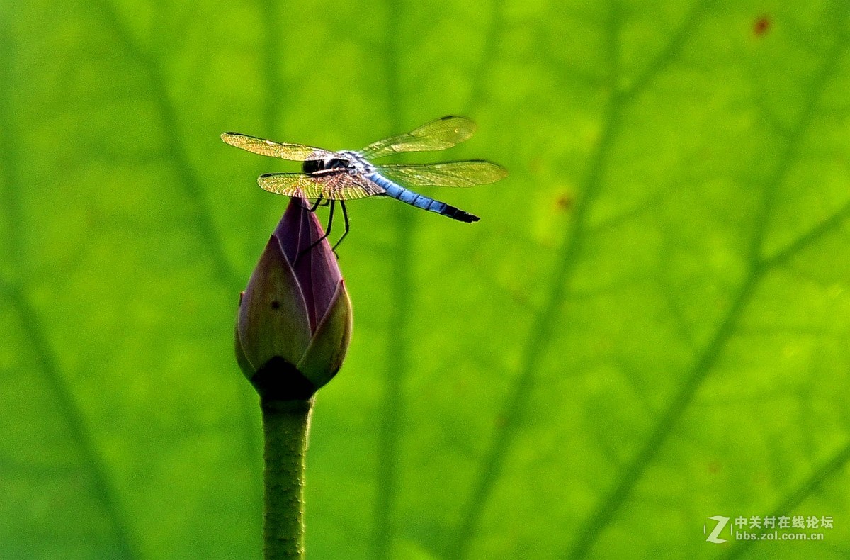 荷香引的青蜓来：二
