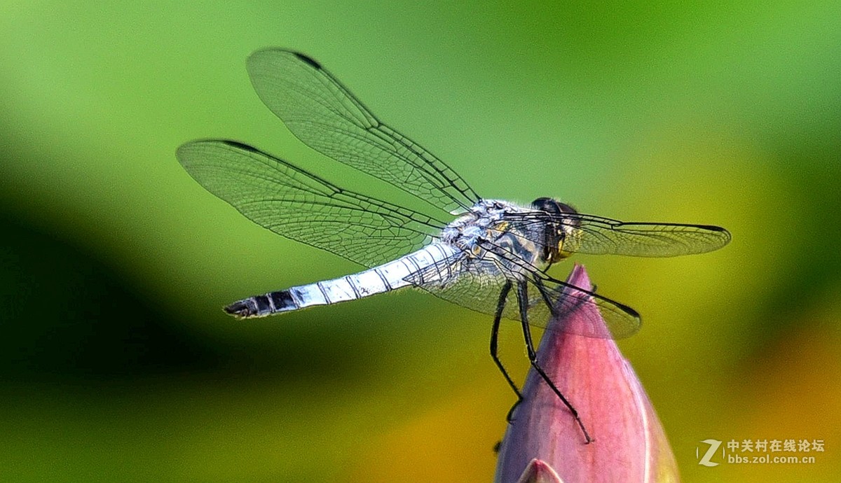 荷香引的青蜓来：二