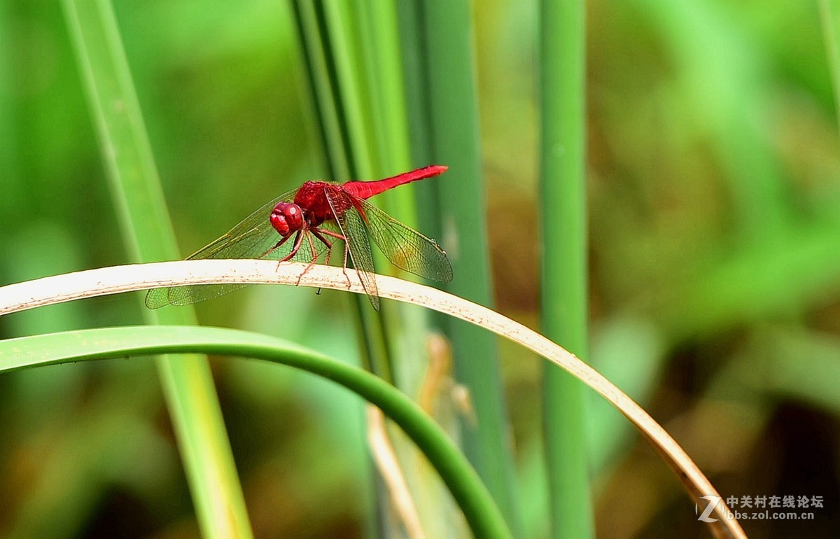 荷香引的青蜓来：二
