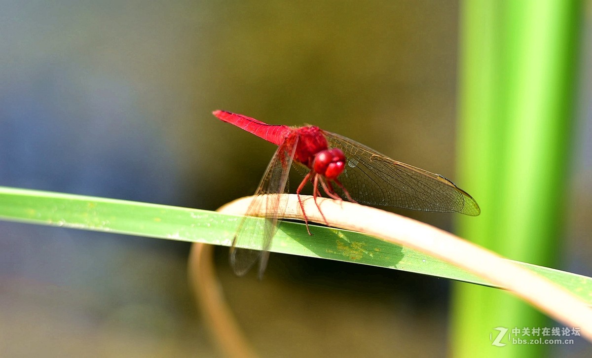 荷香引的青蜓来：二