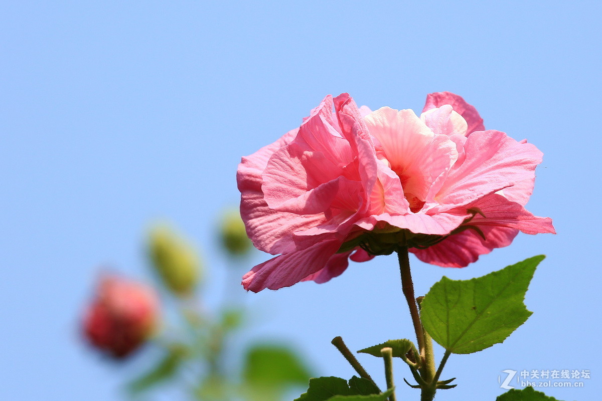 三醉芙蓉芙蓉花一日变化出三种不同颜色分别为洁白淡粉红深红色