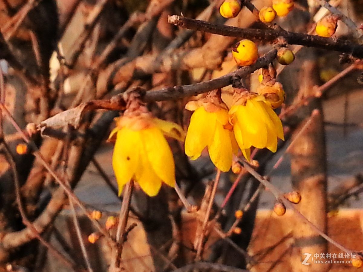 腊梅依旧吐芬芳