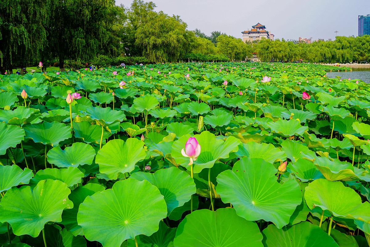 莲花池公园的夏天a7rm2拍摄