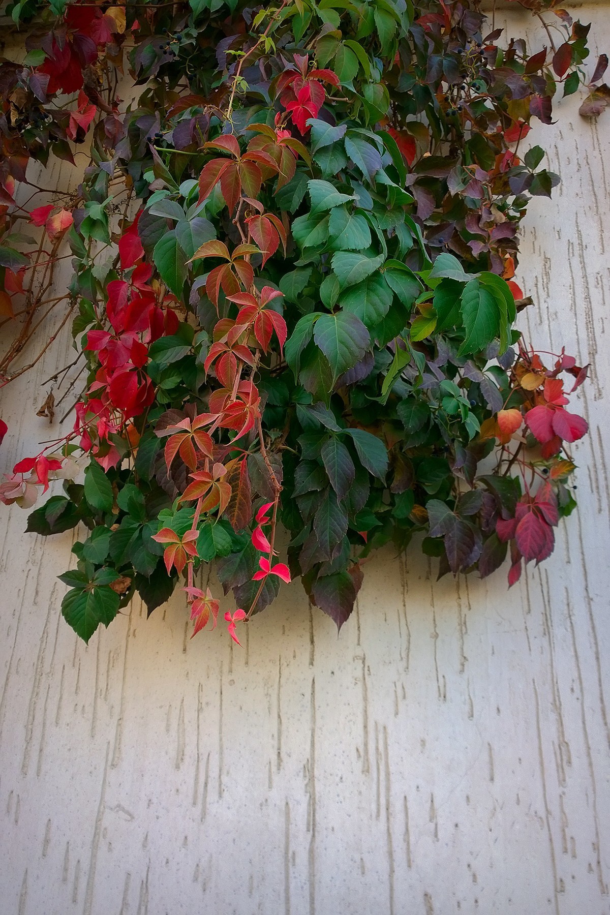 花卉杂拍一组【诺基亚1020】