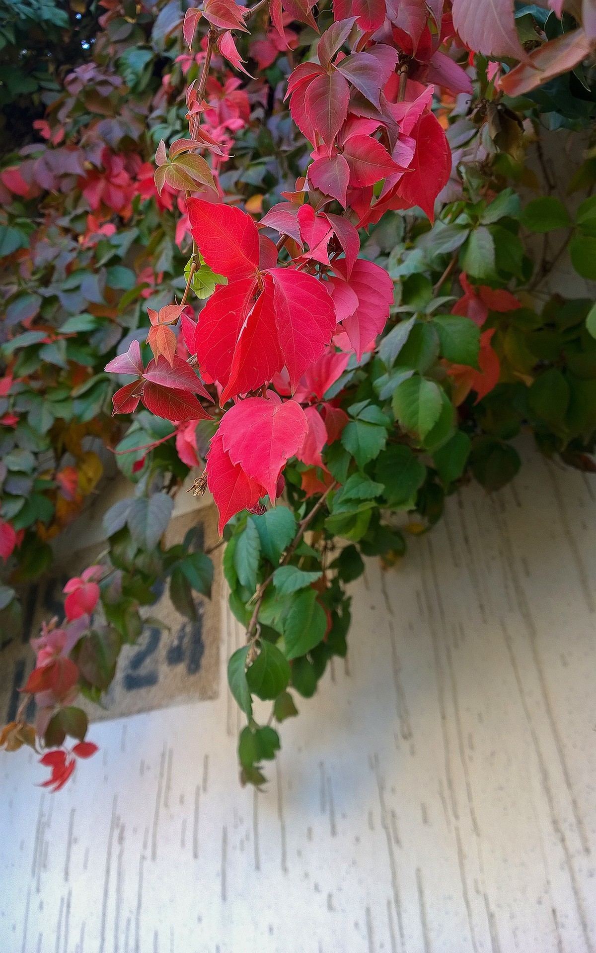 花卉杂拍一组【诺基亚1020】