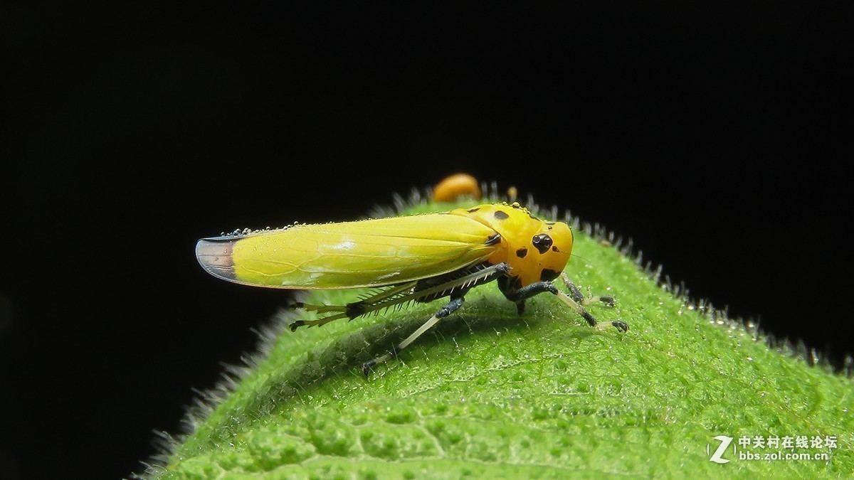 #版主坐堂#2018年8月微距摄影星空(中国)精华作品集锦