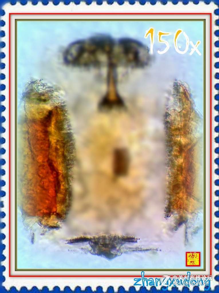 #版主坐堂#2018年8月微距摄影星空(中国)精华作品集锦