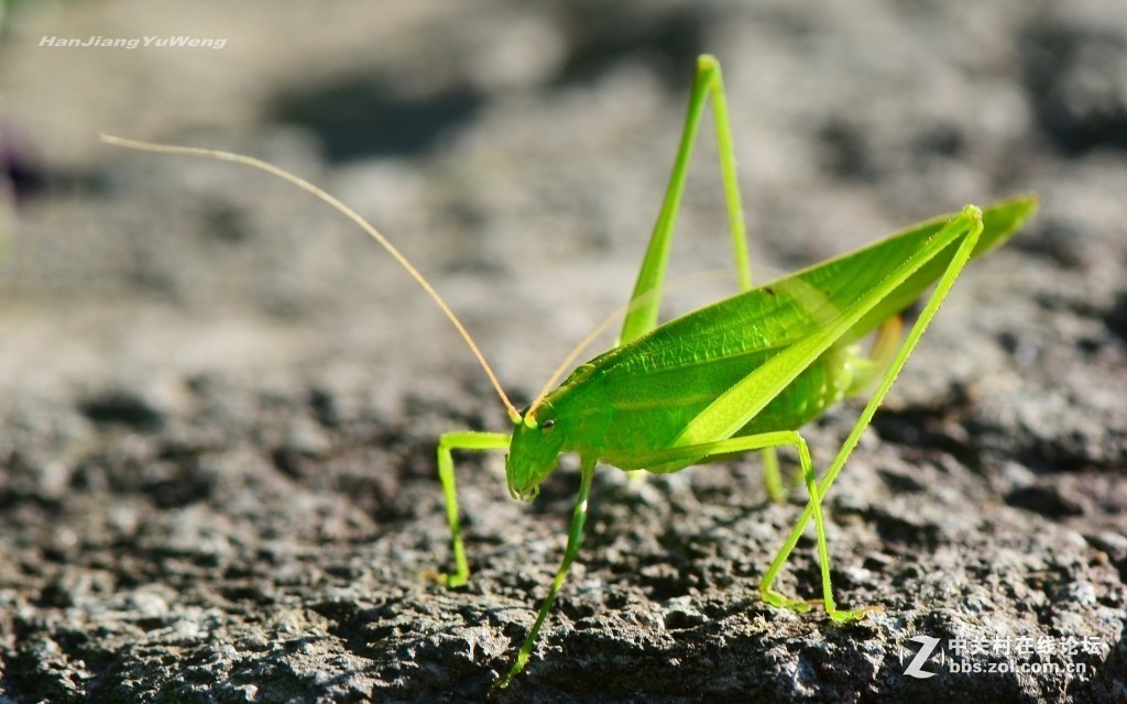 #版主坐堂#2018年8月微距摄影星空(中国)精华作品集锦