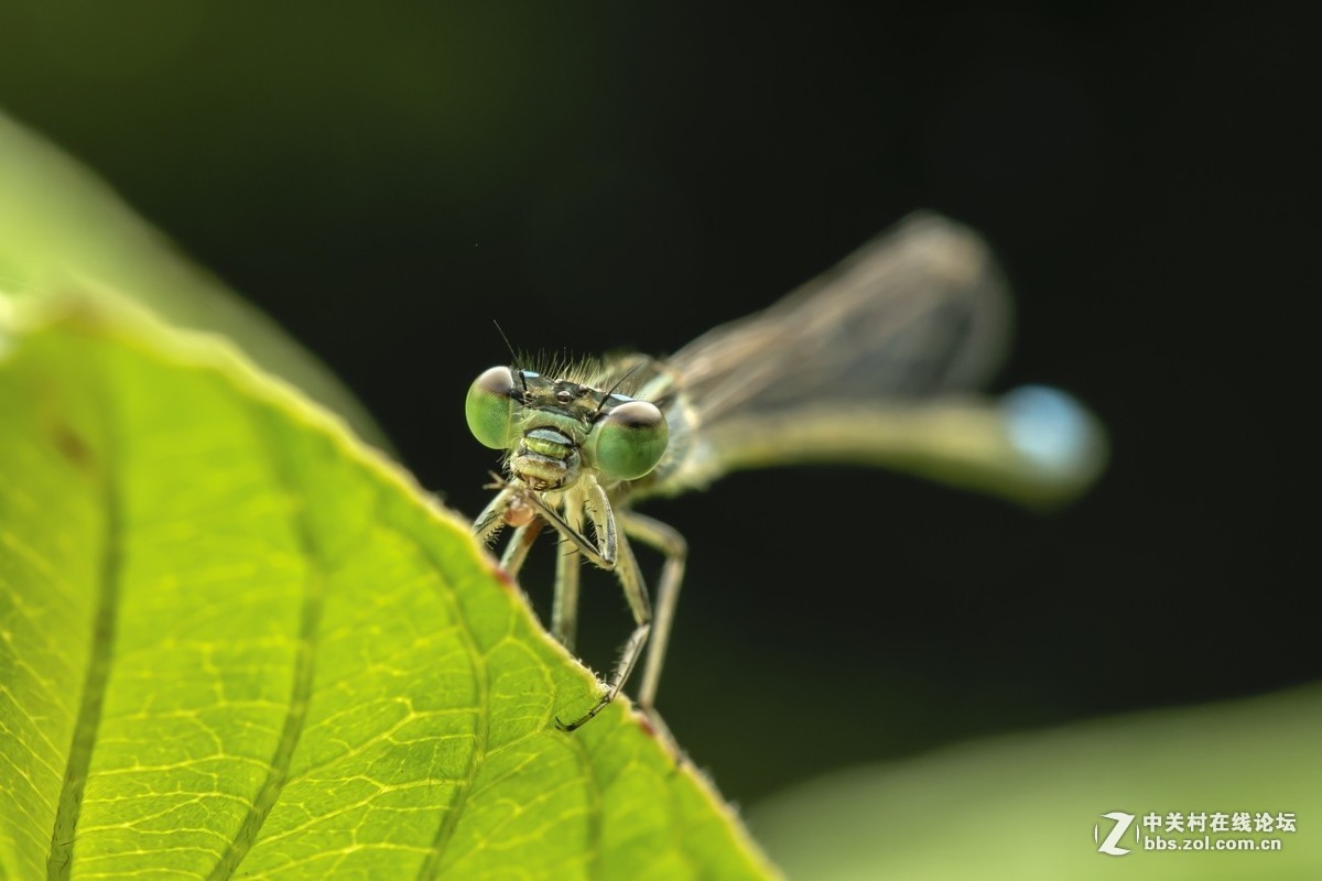 #版主坐堂#2018年8月微距摄影星空(中国)精华作品集锦