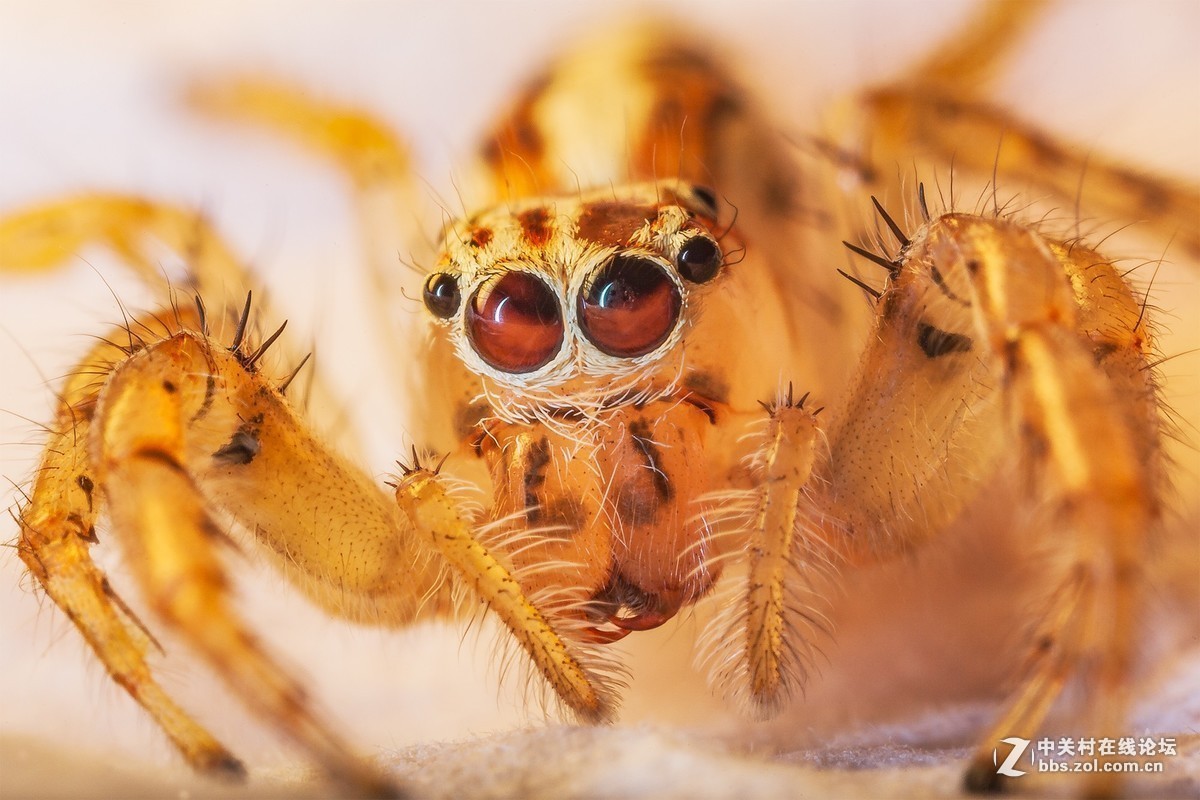 #版主坐堂#2018年8月微距摄影星空(中国)精华作品集锦