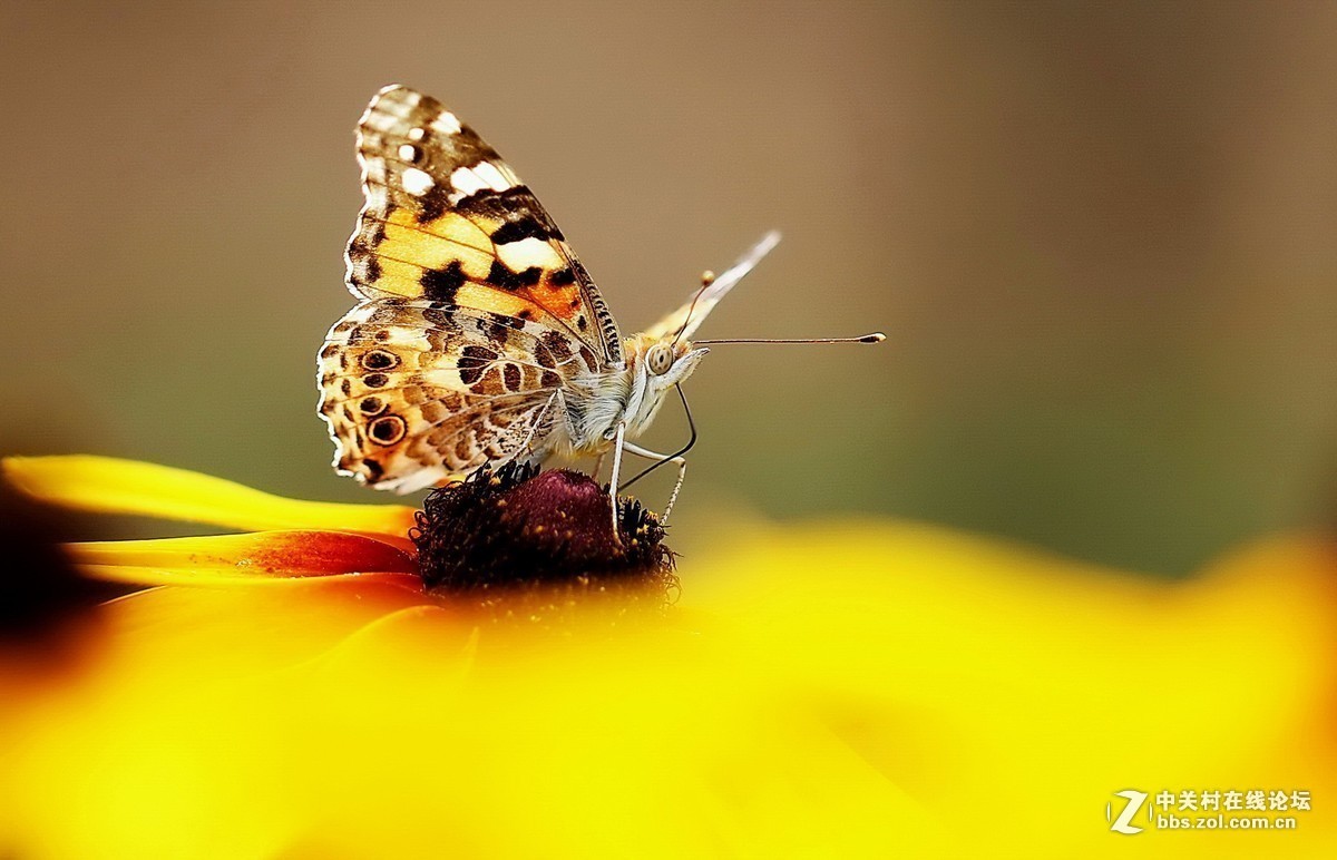 #版主坐堂#2018年8月微距摄影星空(中国)精华作品集锦