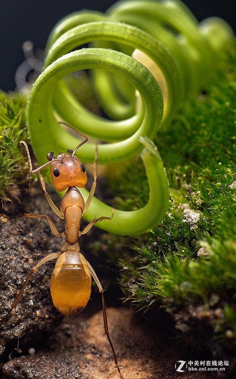 #版主坐堂#2018年8月微距摄影星空(中国)精华作品集锦