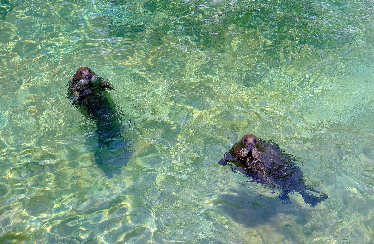 珠海长隆国际海洋度假区（游记）