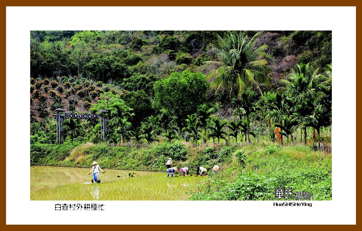 海南岛旅游——白查村外耕种忙（海南岛东方市江边乡）