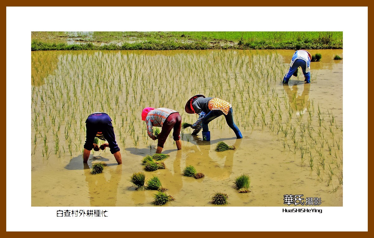 海南岛旅游——白查村外耕种忙（海南岛东方市江边乡）