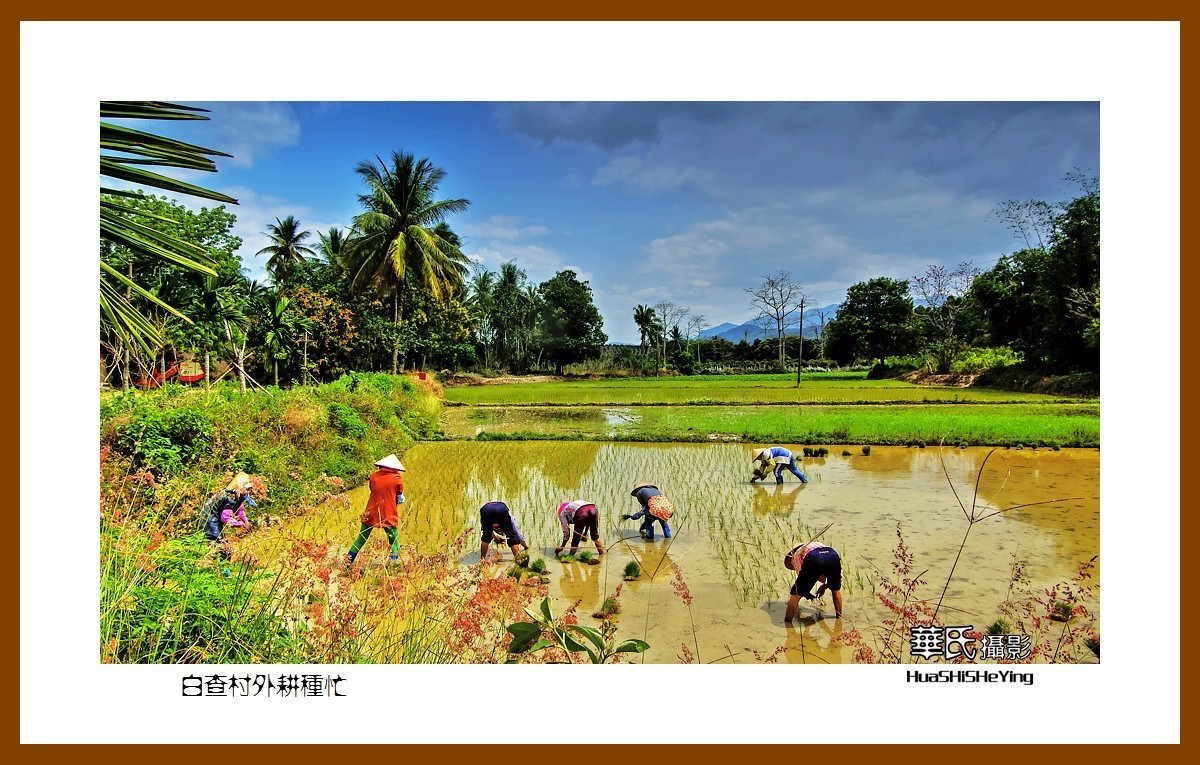 海南岛旅游——白查村外耕种忙（海南岛东方市江边乡）