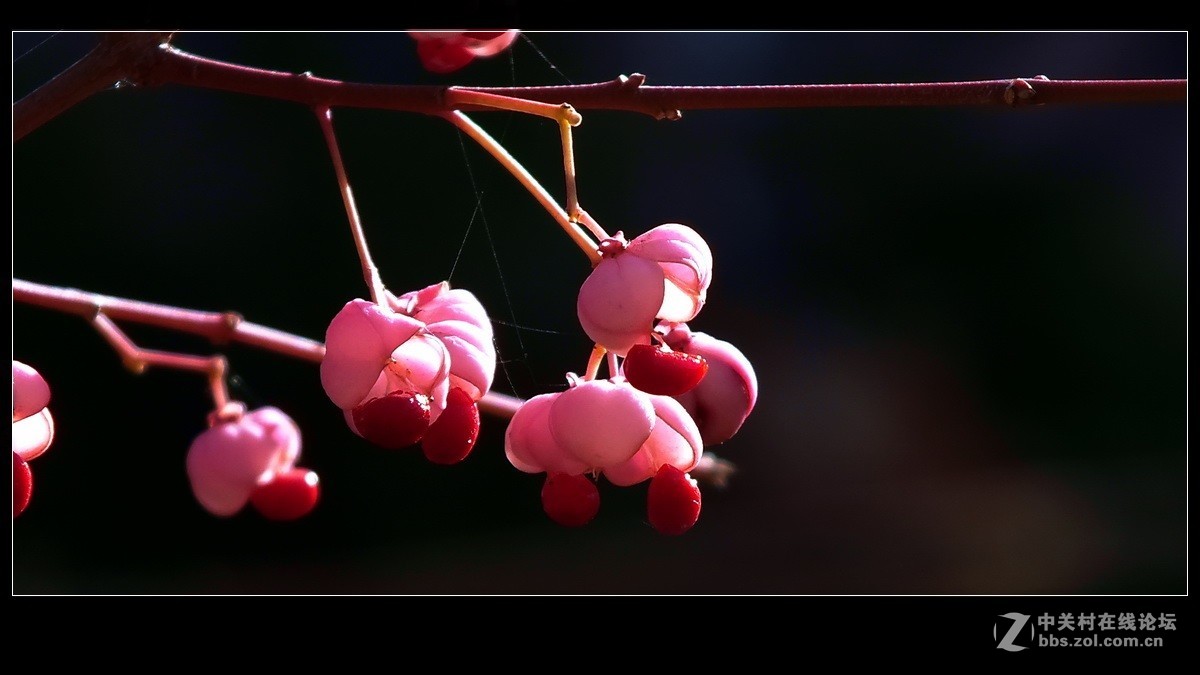 小品《秋实》支持好友独扛大旗！