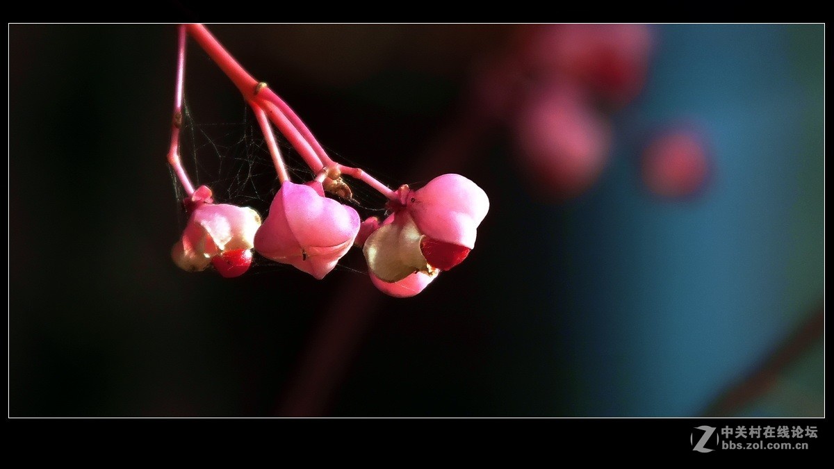 小品《秋实》支持好友独扛大旗！