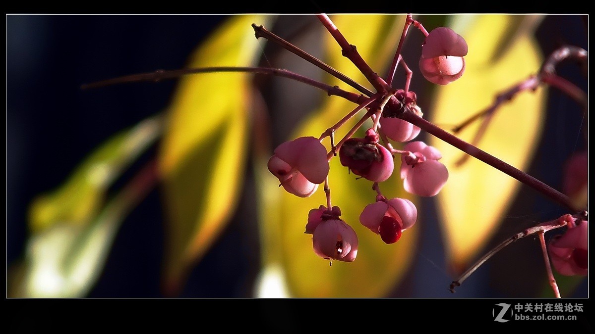 小品《秋实》支持好友独扛大旗！