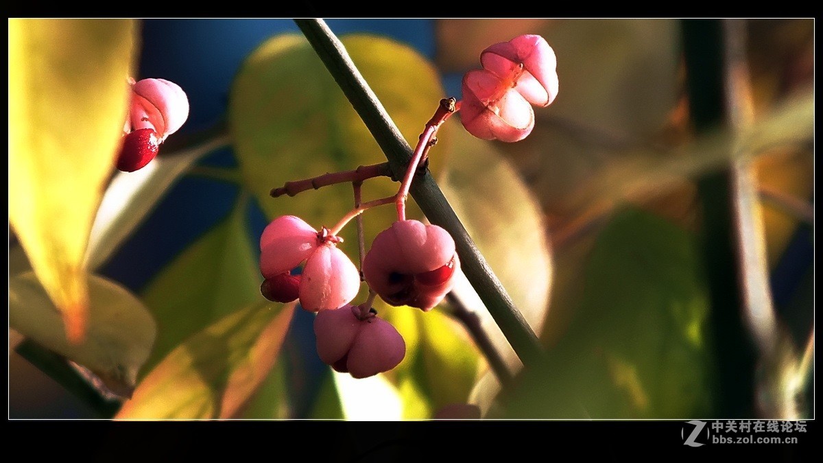 小品《秋实》支持好友独扛大旗！