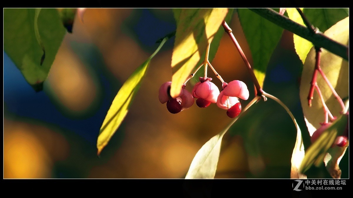 小品《秋实》支持好友独扛大旗！