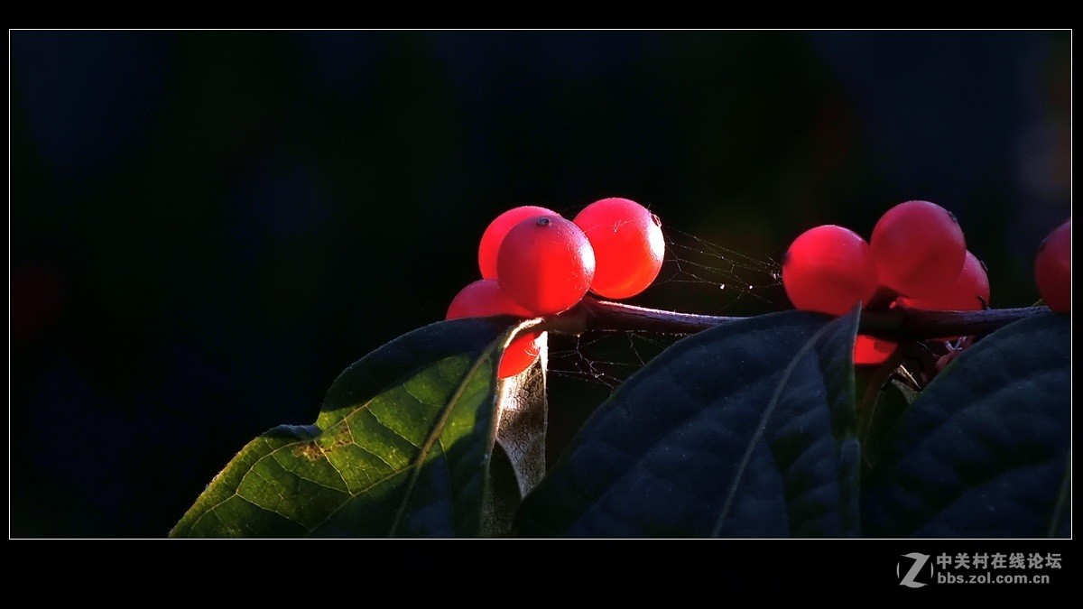 小品《秋实》支持好友独扛大旗！
