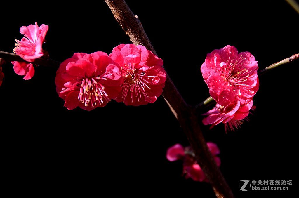 梅花片