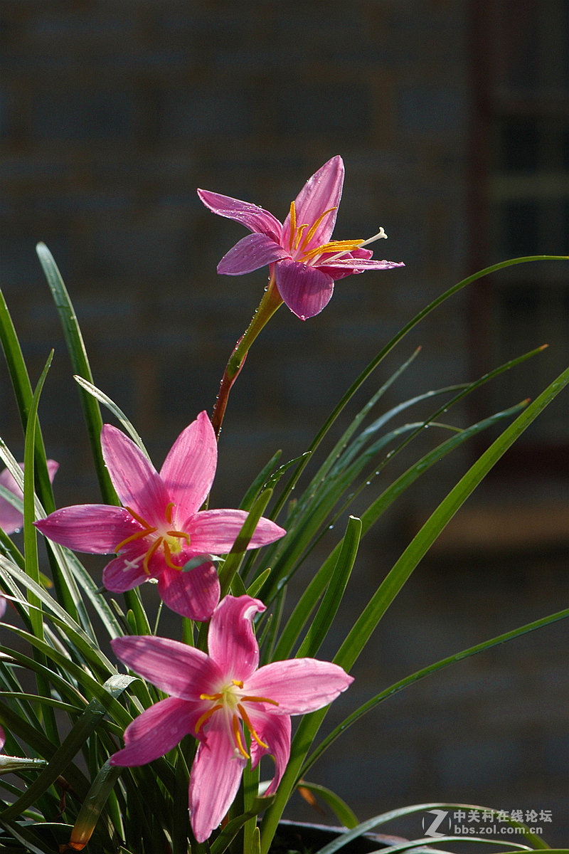 我家的那一盆兰花草