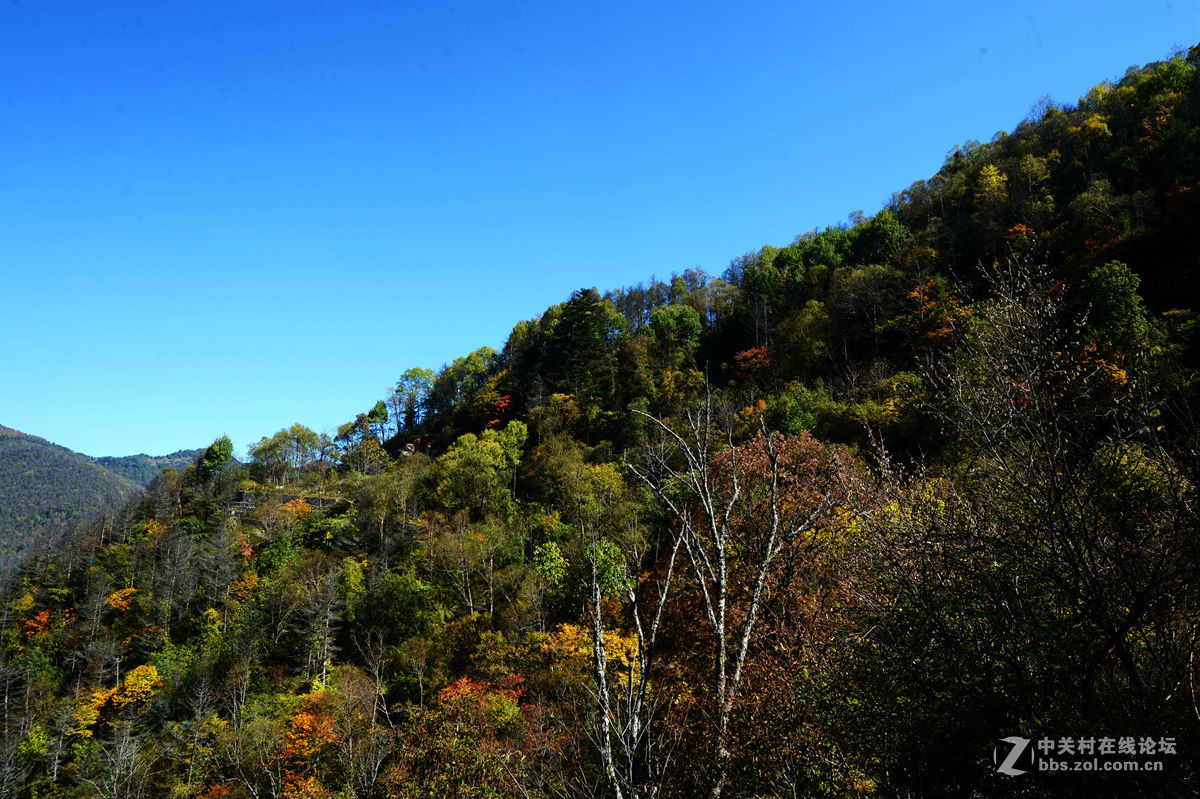 神农架金猴岭小片