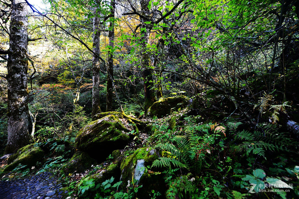 神农架金猴岭小片
