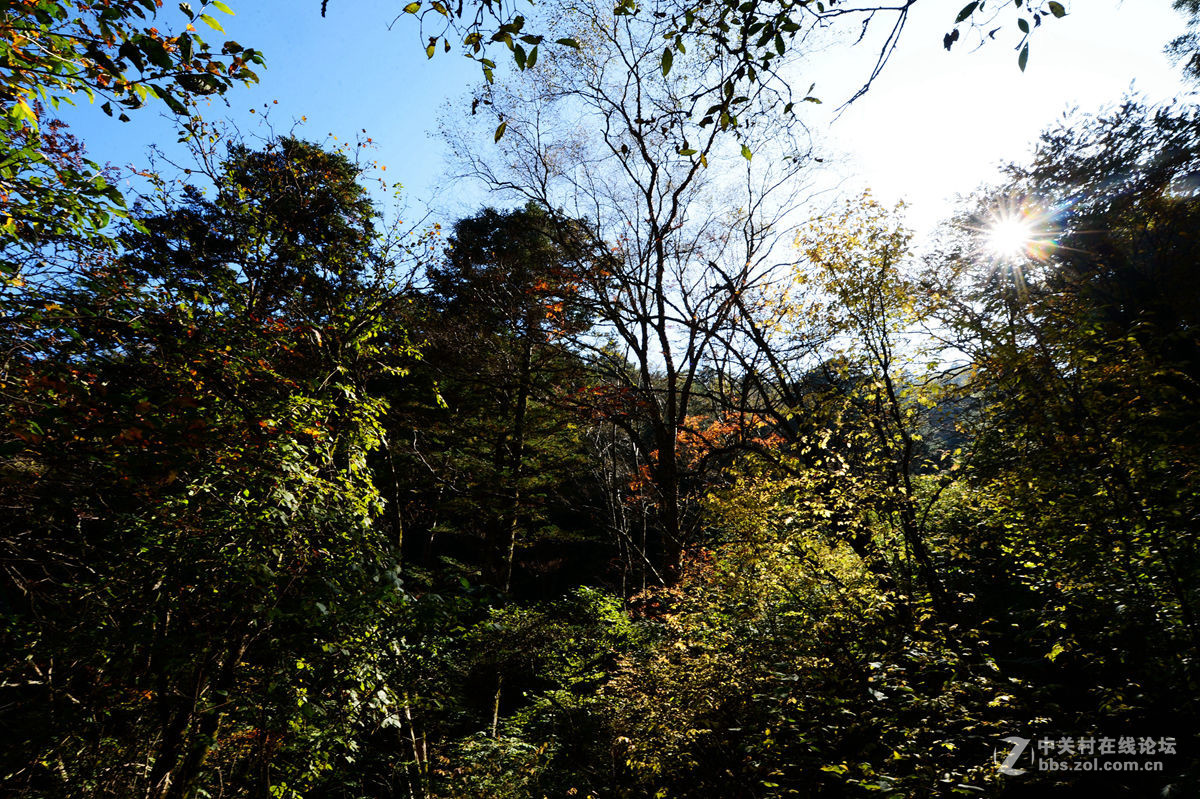 神农架金猴岭小片