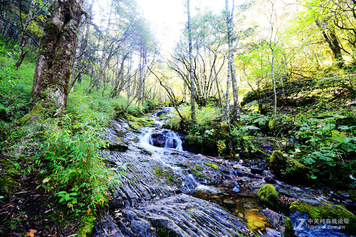 神农架金猴岭小片