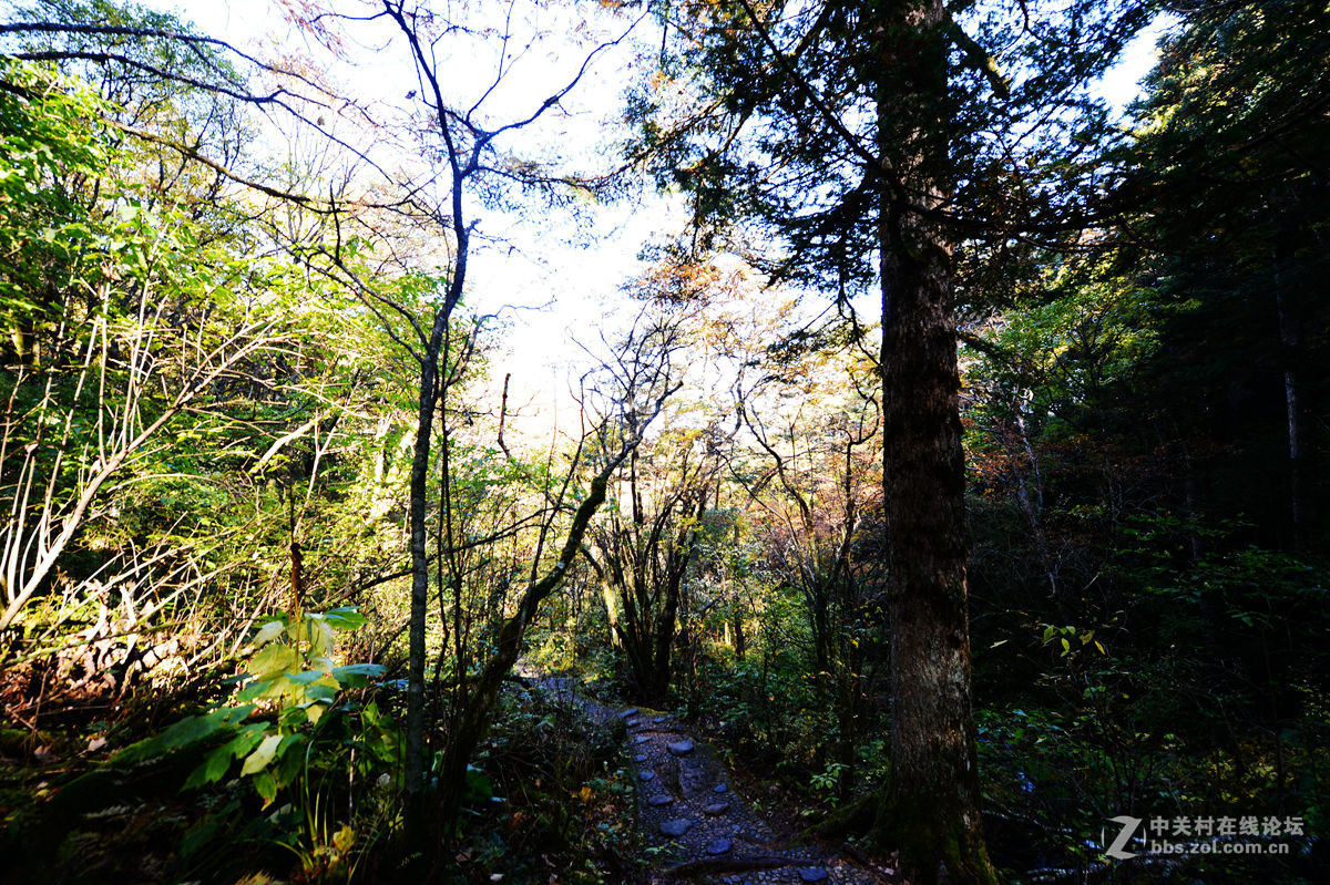 神农架金猴岭小片