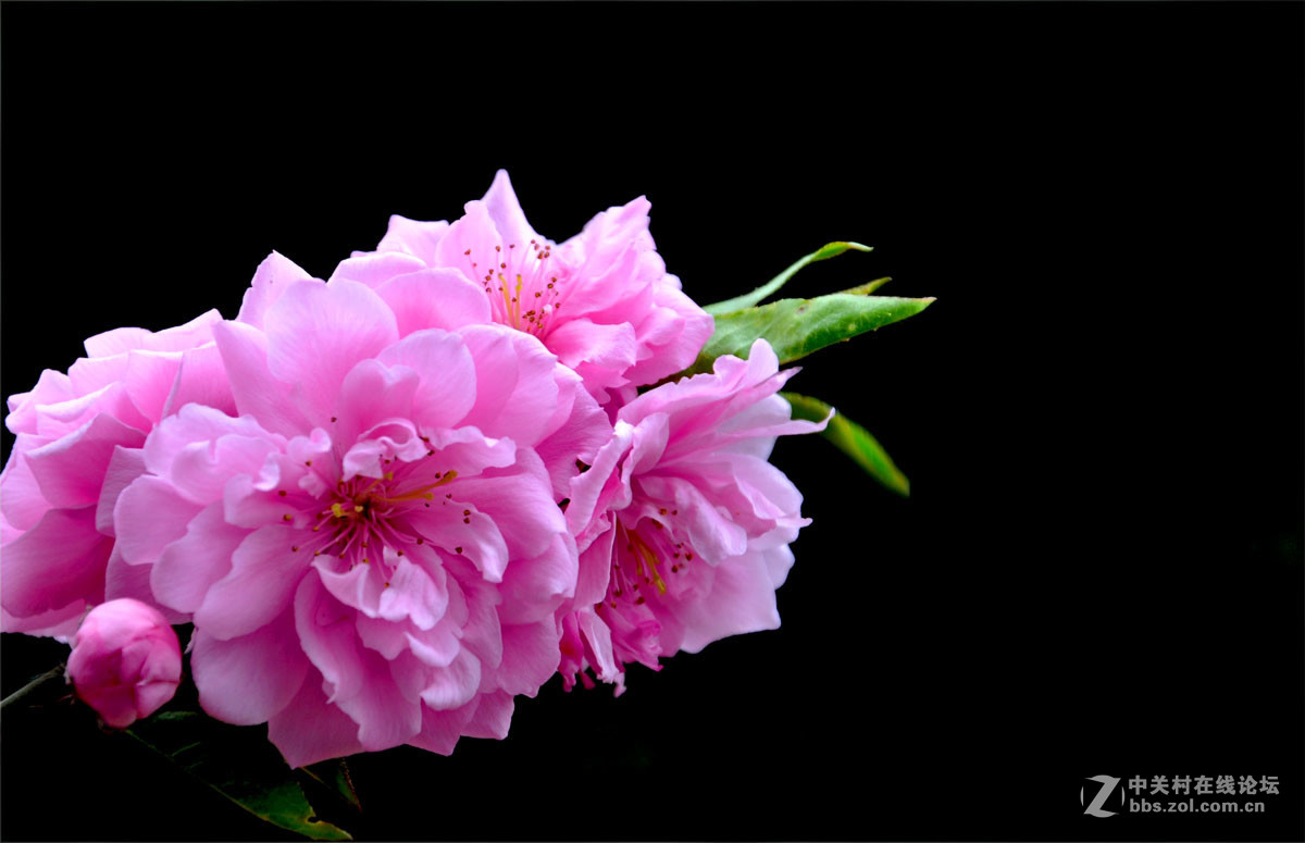 白桃花粉桃花. 17.3.9.