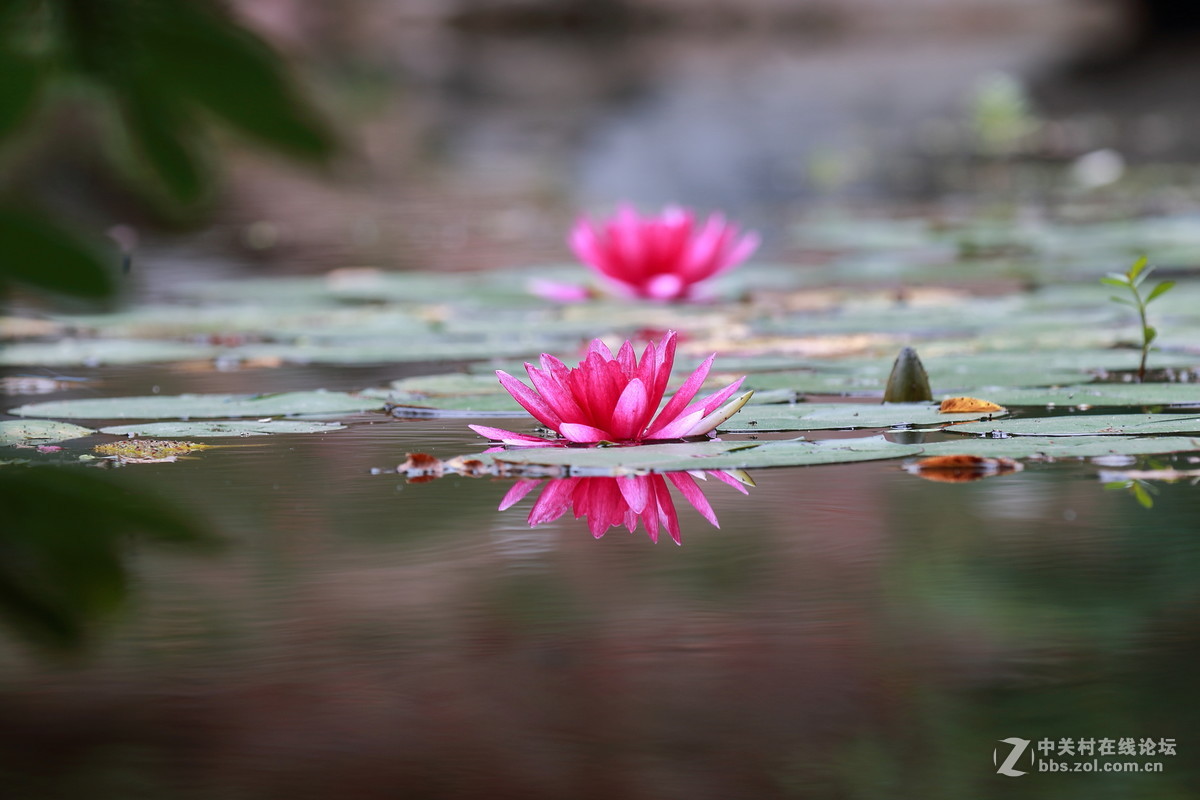 水莲一组dpp稍作调整