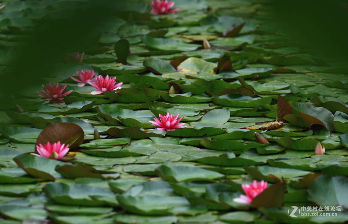 水莲一组dpp稍作调整