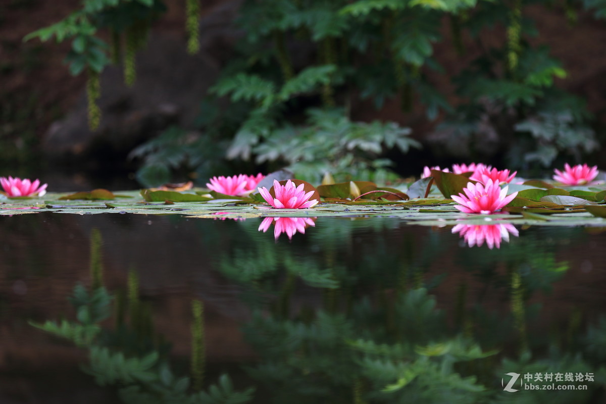 水莲一组dpp稍作调整