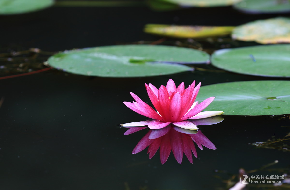 水莲一组dpp稍作调整